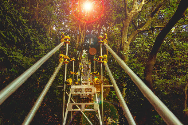 森林中树木的低角度视图图片下载