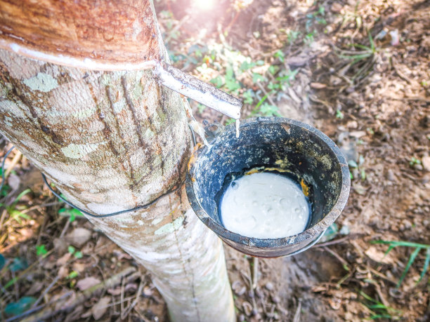 橡胶树与乳汁碗图片下载