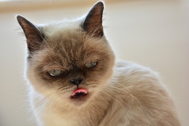 猫的舌头图片下载