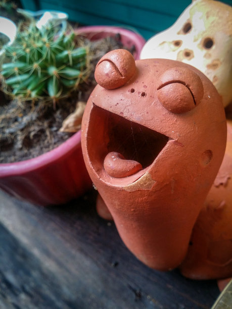 美丽微笑石龟图片下载