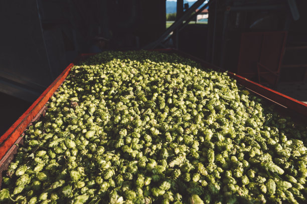 啤酒花挑选图片下载