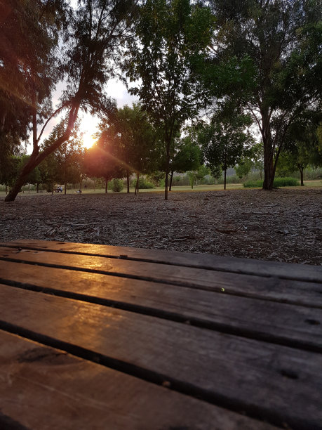 森林中的夏天图片下载