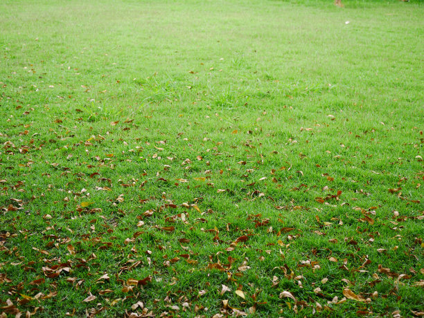 草地草地纹理背景图片下载