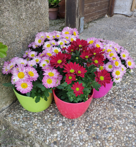 五颜六色的鲜花图片下载