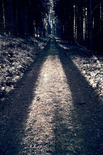 可怕的深森林恐怖照片背景图片下载