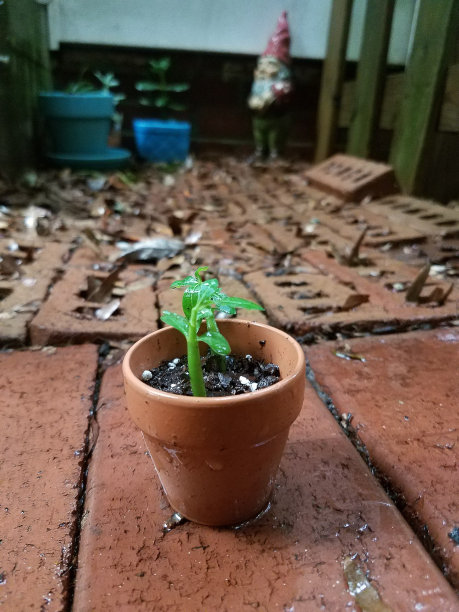 沙漠玫瑰幼苗图片下载