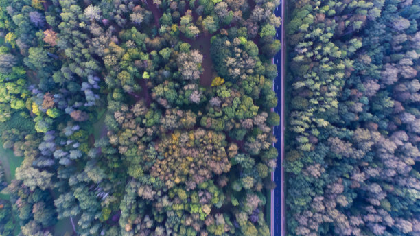 秋天的森林图片下载