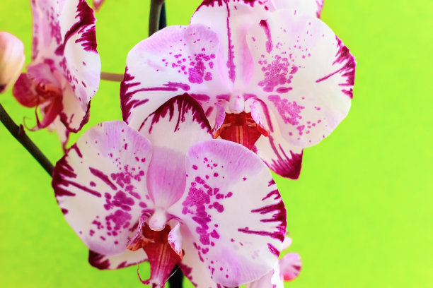 绿色背景上的兰花。盛开的兰花。装饰花图片下载