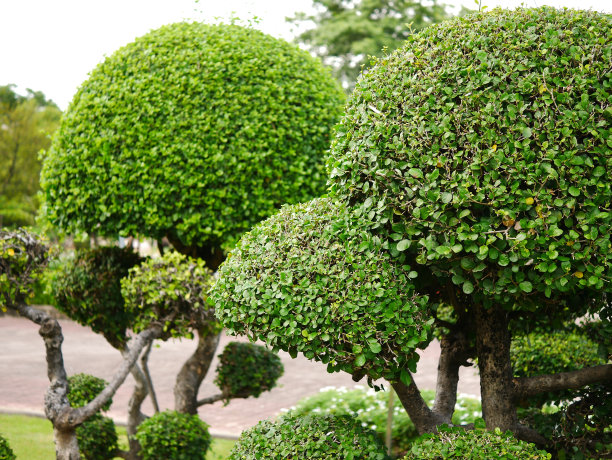 热带园林图片下载