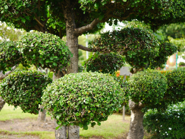 矮灌木图片下载