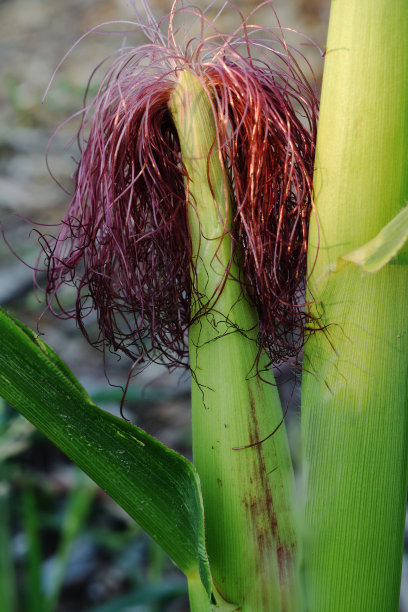 玉米芯的幼穗具成熟的丝2图片下载