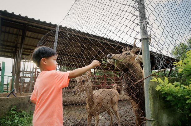 亚洲小男孩在农场喂鹿图片下载