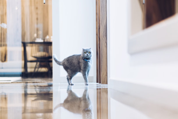 多米斯蒂克猫图片下载