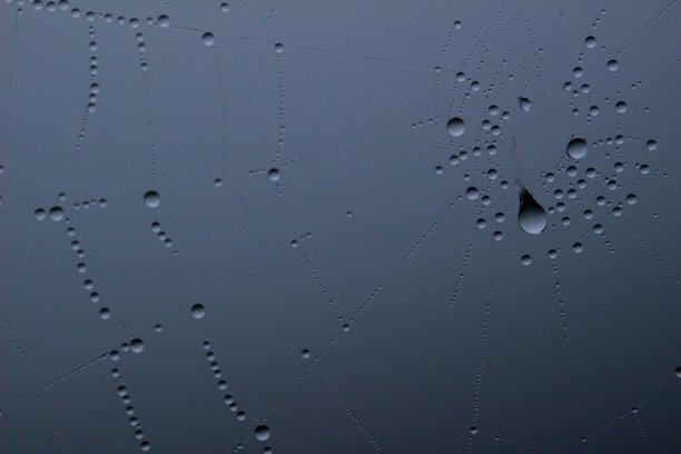 蜘蛛网图片下载