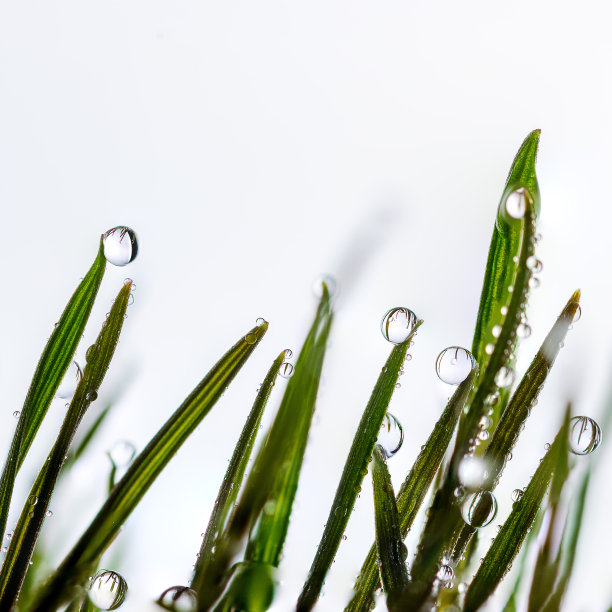美丽的草叶，白色的背景，与小露珠和水滴近距离微距图片下载