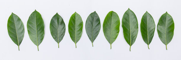 一片绿叶的菠萝蜜树孤立在白色的背景。图片下载