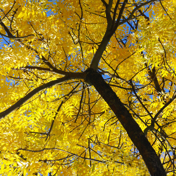 金色秋树图片下载