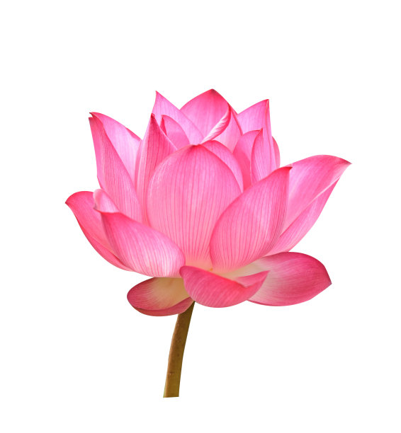 美丽的粉红色荷花在白色的背景图片下载