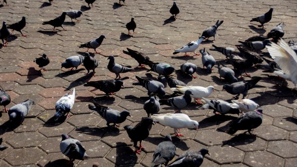 街上的鸽子图片下载