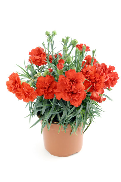 红色康乃馨在白色孤立的背景上的花盆上。图片下载