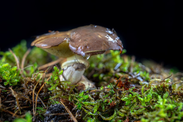 森林里成熟美味的蘑菇。落叶森林中的湿苔藓上的森林果实。秋天的季节。图片下载