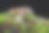 森林里成熟美味的蘑菇。落叶森林中的湿苔藓上的森林果实。秋天的季节。图片下载