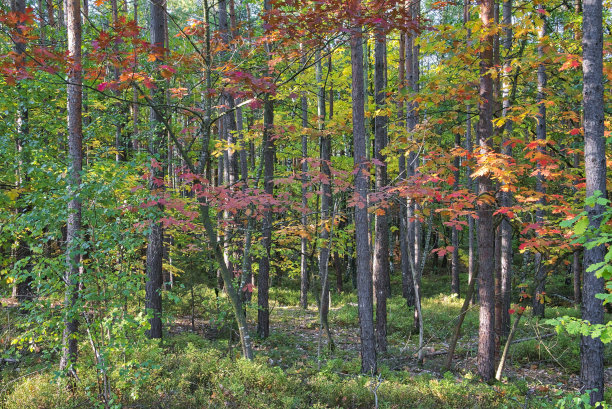 秋天森林里的红叶图片下载