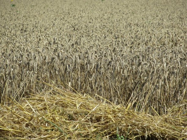 场的小麦图片下载