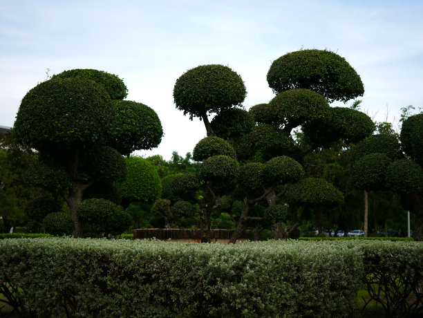 热带园林图片下载