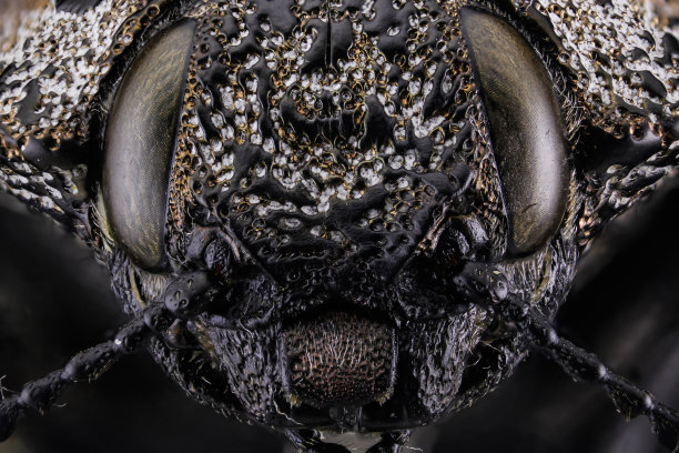 宏昆虫的眼睛图片下载