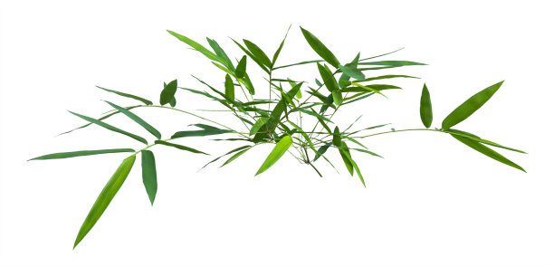 竹孤立在灰色背景与裁剪路径图片下载