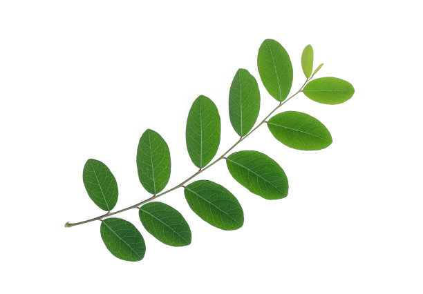 绿叶孤立在白色背景上，平躺，俯视图图片下载