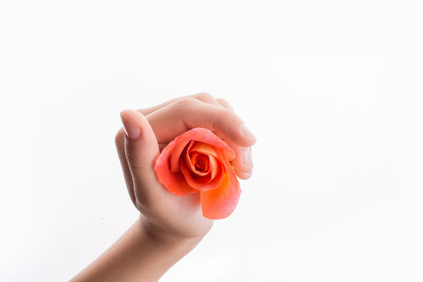 手握玫瑰图片下载