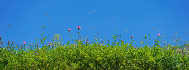野花。图片下载