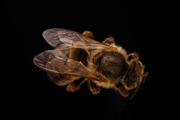 宏蜂王图片下载