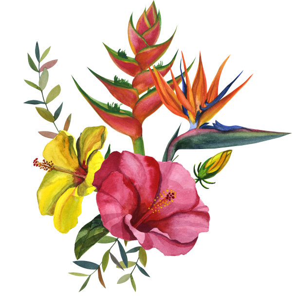 水彩热带野生动物美丽的卡片。手绘丛林自然、木槿花卉插画图片下载