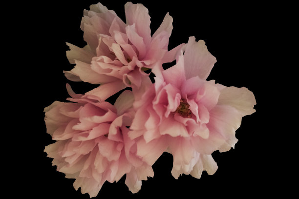 日本樱花图片下载