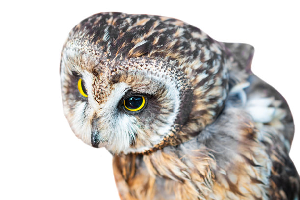 白色背景的短耳猫头鹰。图片下载