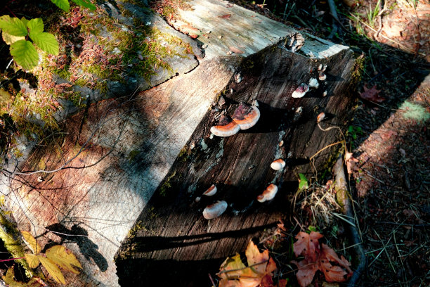 野蘑菇图片下载