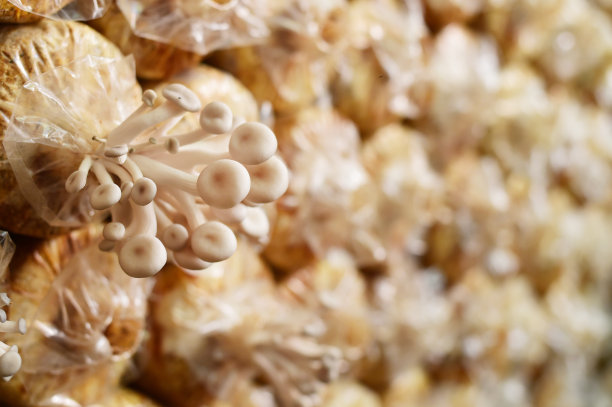 农场里的蘑菇图片下载