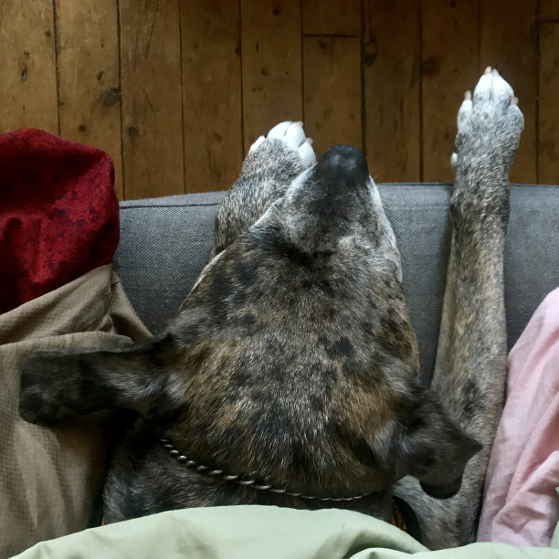 沙发上的Catahoula Pitbull Mix斑点头图片下载