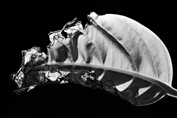 受损叶片呈黑色和白色曲线。图片下载