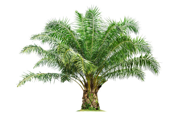 孤立的大棕榈树在白色的背景。泰国植物园组织亚洲自然元素，热带树木孤立用于设计，广告图片下载