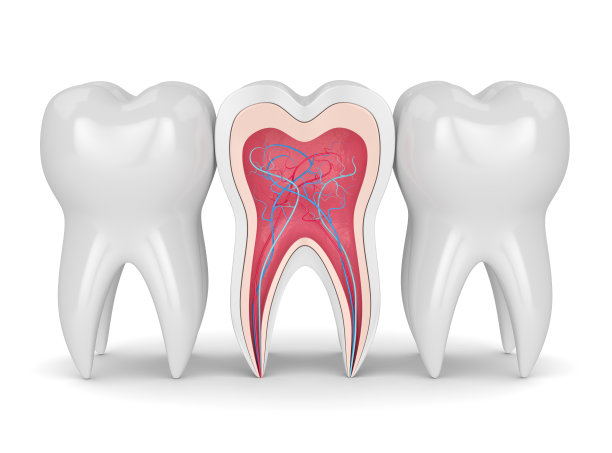 牙齿与神经和血管的3d渲染图片下载