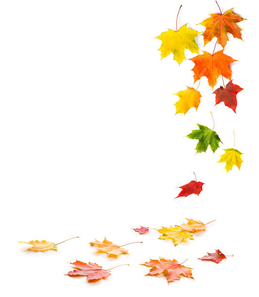 五彩缤纷的枫叶飘落而卧。图片下载