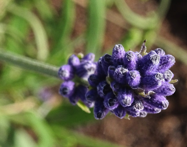 薰衣草花蕾的特写图片下载