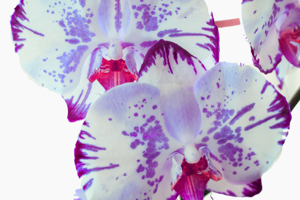 空白孤立背景上的兰花。盛开的兰花。装饰花图片下载