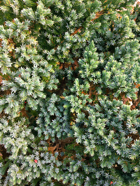 美丽新鲜的天然银杉枝图片下载