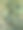 美丽新鲜的天然银杉枝图片下载