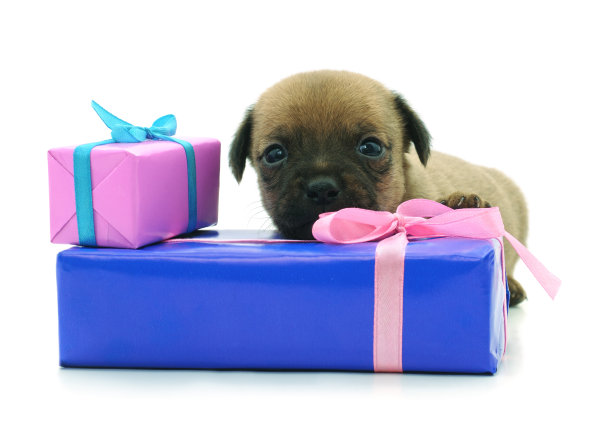 小狗和礼物。图片下载